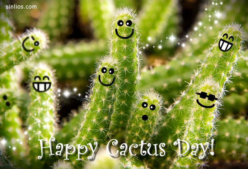 Happy cactus day. Fiesta